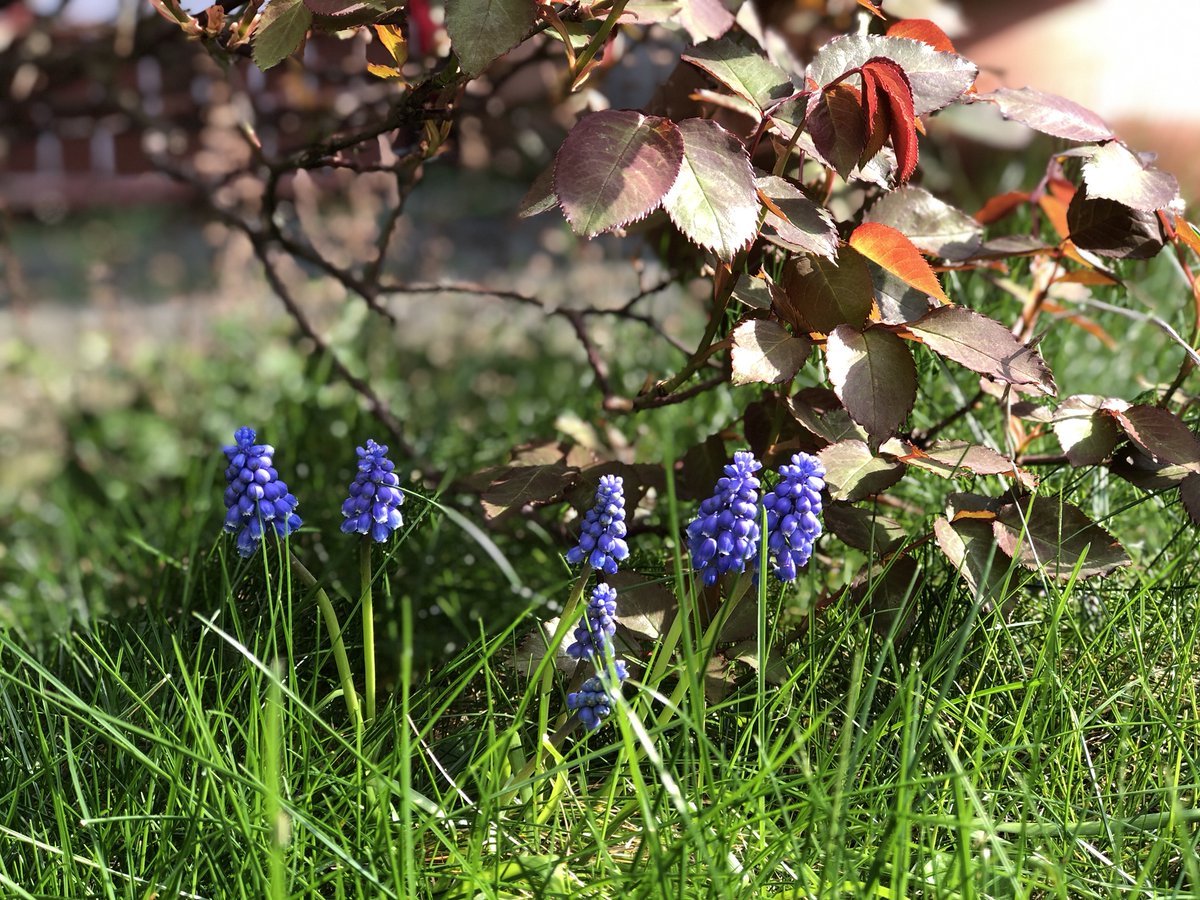Den_Pen_'s tweet photo. Die #FlowerPower für alle Idee von @5tefanBurger finde ich schön. 
Hier mein #FlowerPowerFürAlle Beitrag: https://t.co/vgEL5nKayT