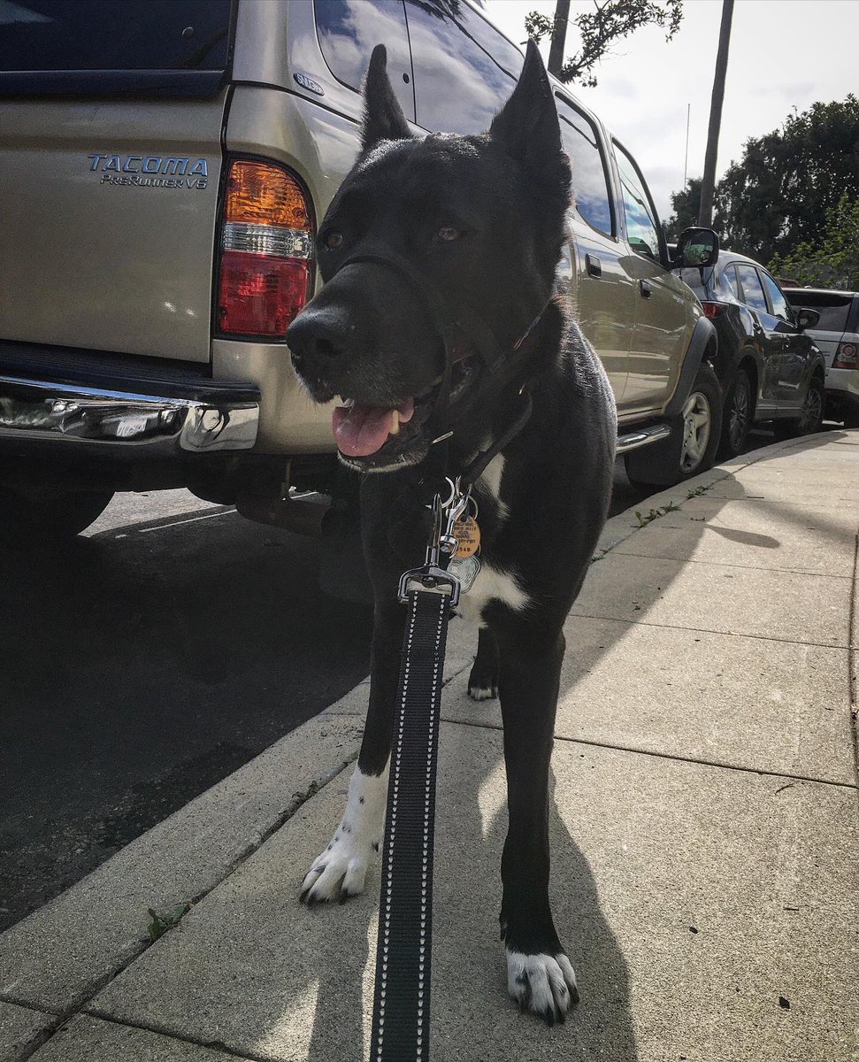 DogBuddyLA tweet media
