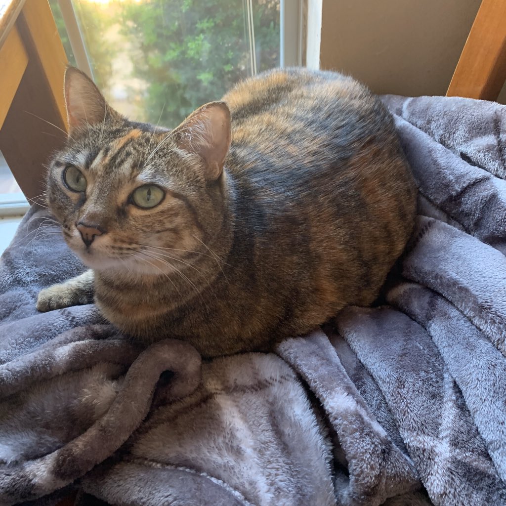 BillyDubs's tweet photo. Management purchased a new seat cover for her chair. I was told that we could make no new purchases. Guess that’s just me. #WFH #catcontent #BTSwithBDub #ForKittyAndClub https://t.co/Sn1sbzZzhv