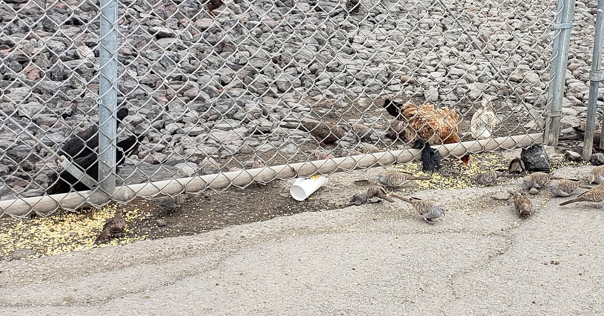 MyKakaako's tweet photo. Chickens got to eat too...... 🐓 #feral #urbanchickens #chickens #fowl #rooster #hen #kakaakomakai #Kakaako #Hawaii https://t.co/P9lxRsRDHj