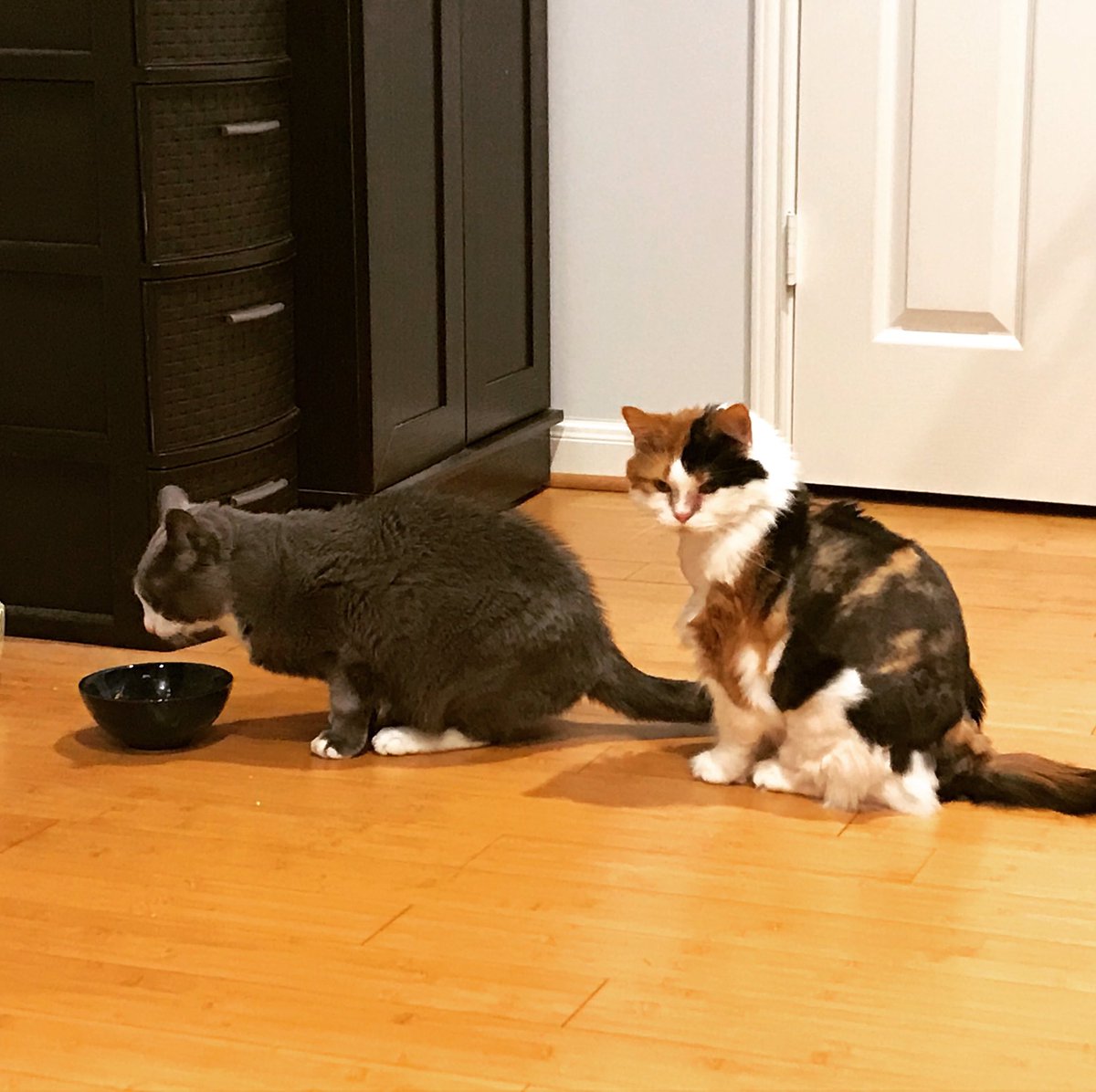 ScottGenet's tweet photo. hey #WritingCommunity to brighten up our feeds, I thought we could share pics of our #pets looking derpy. My cat waits in line for food (she has her own bowl).🤣 https://t.co/xEcF1F2YCt