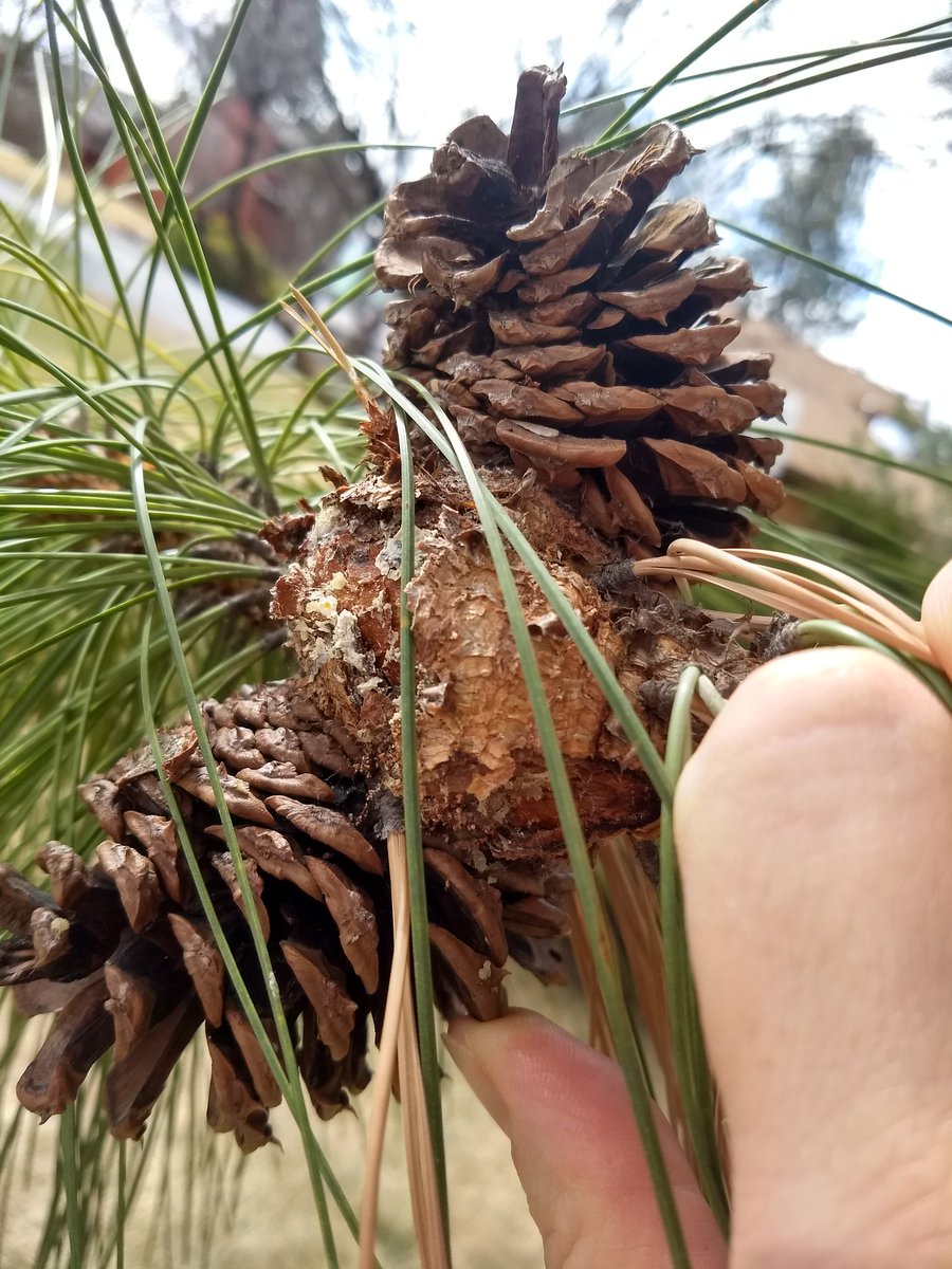 Think I just found some #WesternGallRust on #PonderosaPine in my front yard! As a #ForestPathologist I'm super excited! As a homeowner, not so excited. However, it's helping me learn #ForestDiseases in the West! #CronartiumHarknessii