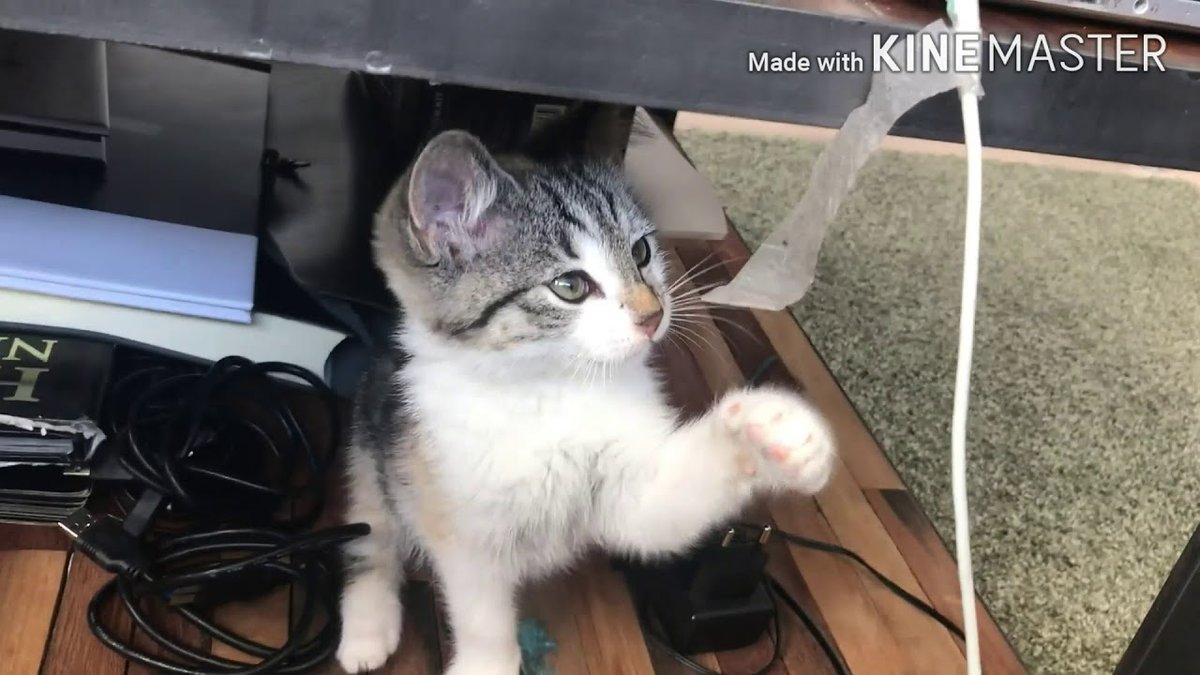 MeowMoeDotCom's tweet photo. #Funny #Cats- Cute #Cats
#Cats #Cat #Kittens #Kitten #Kitty #Pets #Pet #Meow #Moe #CuteCats #CuteCat #CuteKittens #CuteKitten #MeowMoe
#BabyCats #Cat #CatFunny #CatsTrailer #CatsVideo #CleanVines
https://t.co/VbJWfHu248
. https://t.co/smlG05M98s