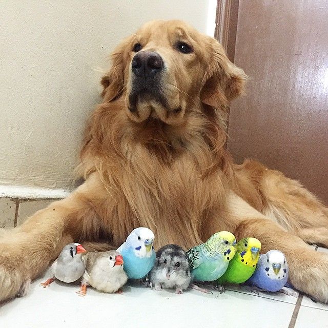 9GAG's tweet photo. When your group is a bunch of misfits but you're all just happy to be there

📸 bob_goldenretriever | IG https://t.co/N1E7ywr4xC