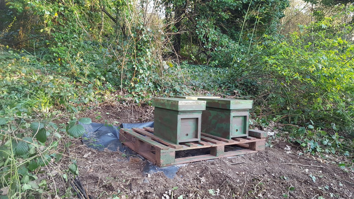 BeekeepersHour's tweet photo. This week, as part of setting up a new apiary, we also joined @bee_improvement, so this is a total new venture for us 🐝

🍃🌻🐝🌻🍃

We've even occupied a nuc 🐝

🍃🌻🐝🌻🍃

Are there any #BIBBA members here? 🐝

#BeekeepersHour https://t.co/Z4coSMqWM1