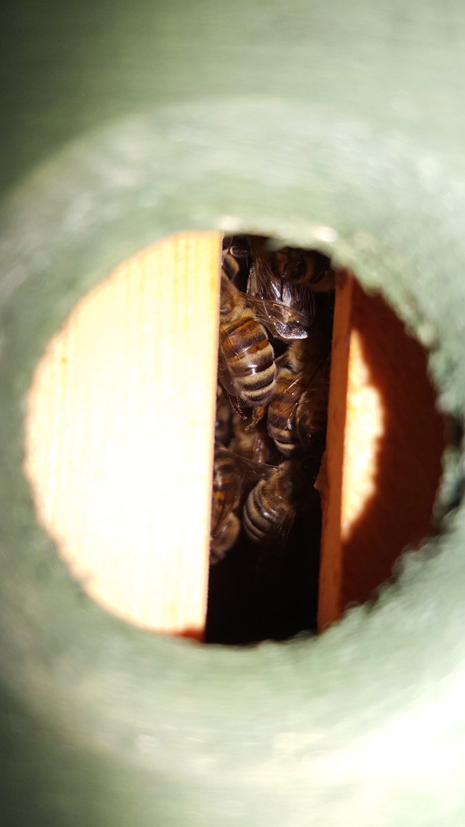 BeekeepersHour's tweet photo. This week, as part of setting up a new apiary, we also joined @bee_improvement, so this is a total new venture for us ๐
๐๐ป๐๐ป๐
We've even occupied a nuc ๐
๐๐ป๐๐ป๐
Are there any #BIBBA members here? ๐
#BeekeepersHour https://t.co/Z4coSMqWM1