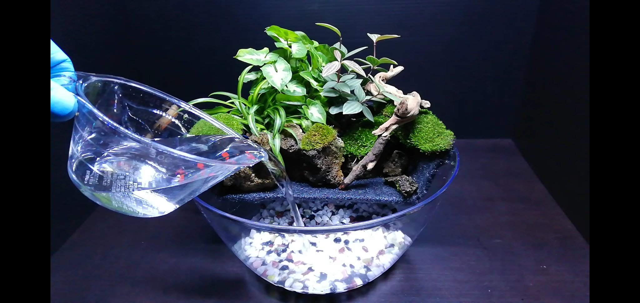 こっさんch 卓上メダカのビオトープの作り方を紹介します その 注水します メダカの飼育水を使用 その へ続く めだか Diy 100均 ダイソー T Co 7vkpq216fq Twitter こっさんch 卓上メダカのビオトープの作り方を紹介します その 注水します メダカの飼育水を使用 その へ続く めだか Diy 100均 ダイソー T Co 7vkpq216fq Twitter