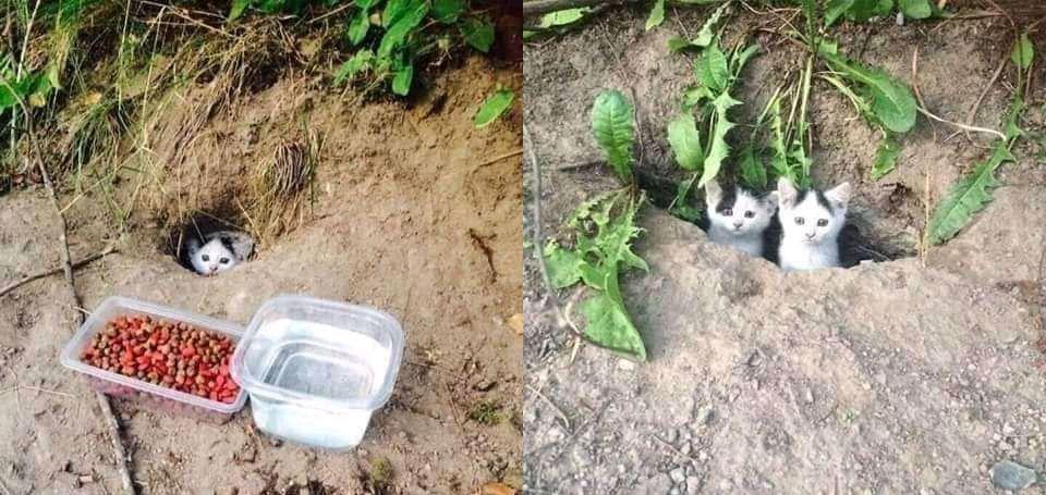 michaelscat2's tweet photo. she brought a friend the next day https://t.co/nX6IYWXhn1