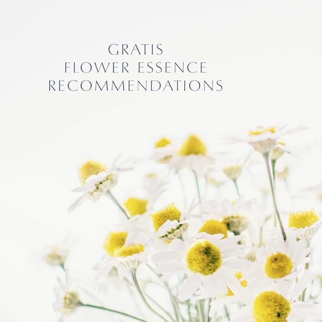 Place8Healing's tweet photo. 🌸FREE FLOWER ESSENCE RECOMMENDATIONS🌸
.
I have shared the information about the flower essences with you because I know how incredibly helpful they are in getting people through challenging times.
.
Even though I explained the different flower essenc… https://t.co/YkErKDF13e https://t.co/ns5flu5YXH