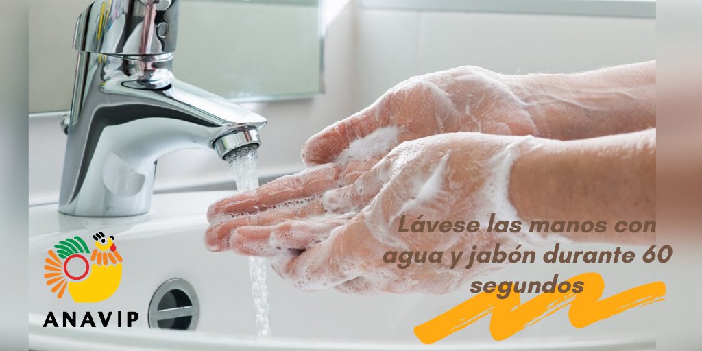 ANAVIP507's tweet photo. En las plantas de proceso se han reforzado las medidas de higiene y vigilancia de colaboradores para la seguridad de todos. #QuedateEnCasa que los avicultores nos encargamos de producir para Panamá 🇵🇦🍳🍗 #MiPolloNacional #HuevoPanameño #ANAVIP #covid_19 https://t.co/D96HpbHji5
