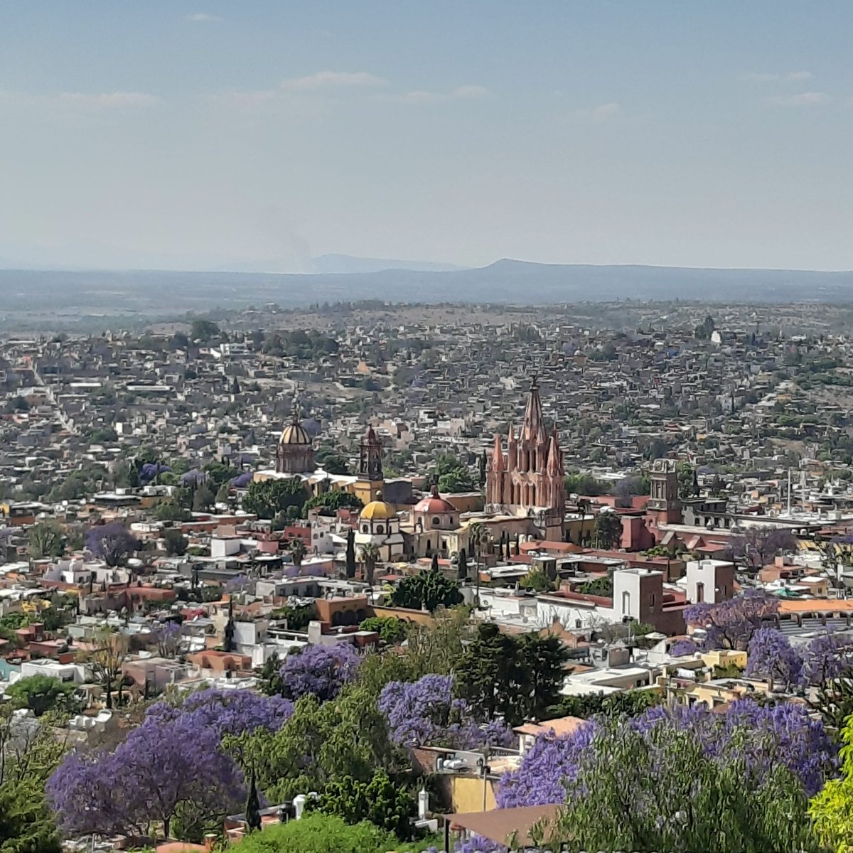 drjlgb's tweet photo. Ya florearon las jacarandas... #gdehesa https://t.co/iM0IKH14lv