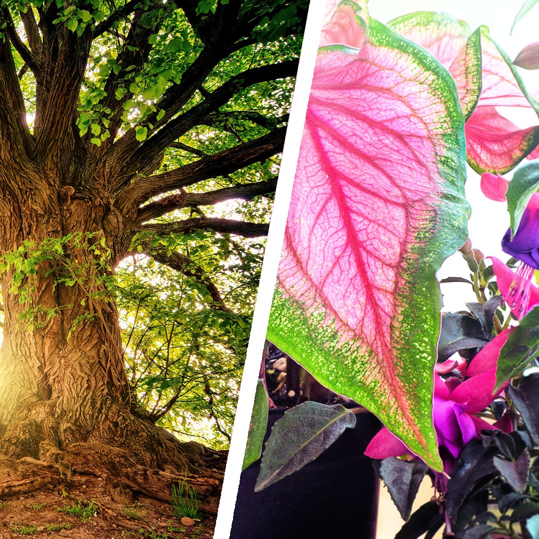 PlantChoir's tweet photo. For #GetToKnowYourCustomerDay we want to know what brings you the GREATEST JOY!

Trees OR Flowers &amp; Houseplants?

Your response will tell us what 🌿PLANTChoir videos you want to see and hear😁.

We love questions &amp; requests, so please tweet us below. https://t.co/82ip9AAK44