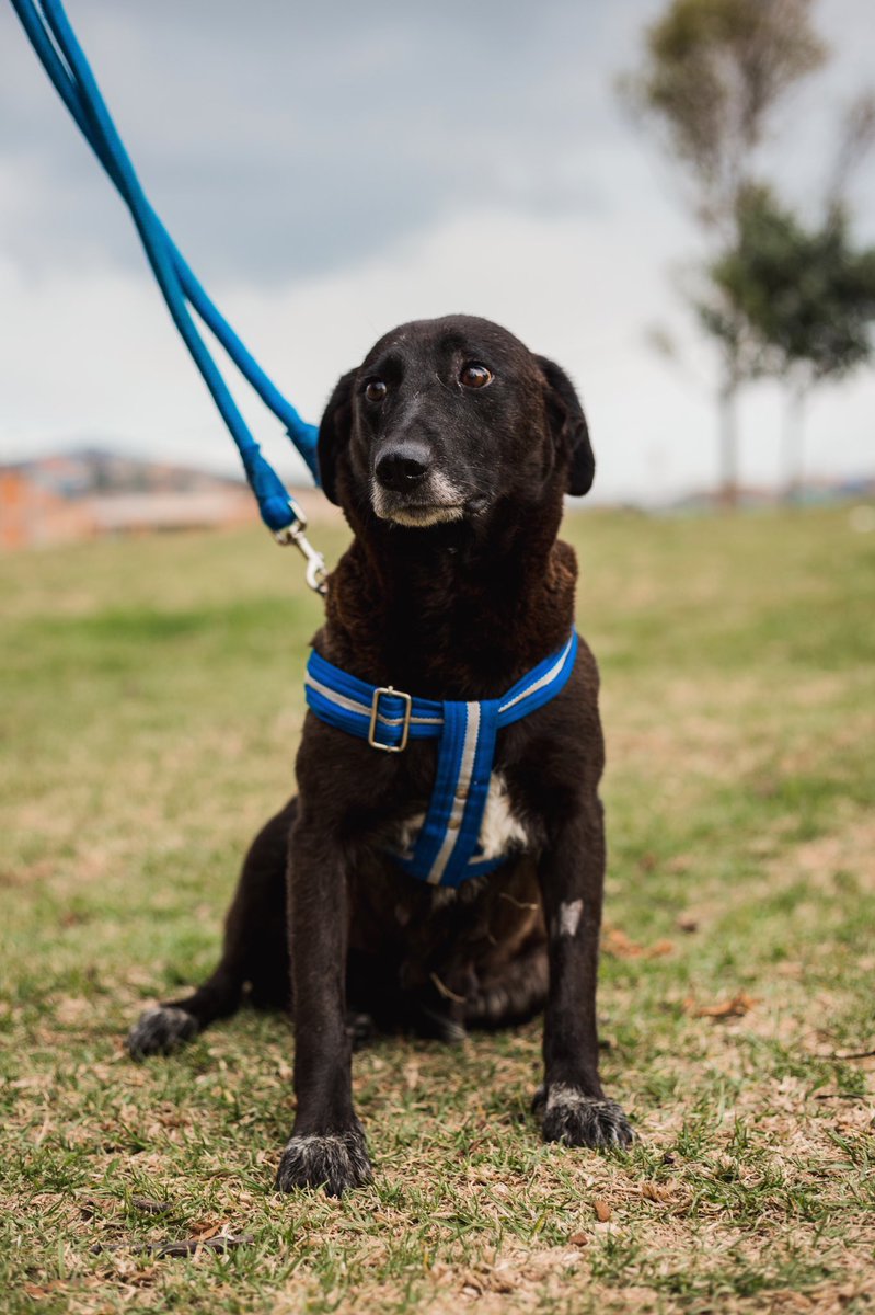 Llueve en Bogotá y llueven lágrimas en mis ojos de pensar en mi perrita perdida💔POR FAVOR ayúdenme con un RT, Conga escapó anoche en Mazuren, fue rescatada hace un mes, es una perrita muy nerviosa y noble, debe estar escondida y asustada😞 Tiene un collar verde de <a href="/ArcaLuminosa/">ArcaLuminosa</a>