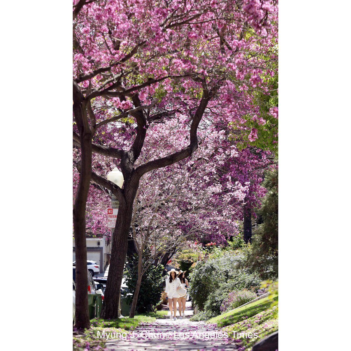 myung_chun's tweet photo. I passed this street on the way to an assignment and decided to come back later. #springinla #latimes https://t.co/zofTEMOTlA