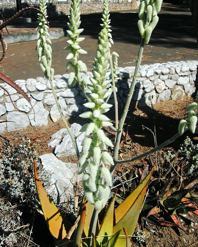 alameda_gardens's tweet photo. What?! An Aloe with furry flowers? There are a few such species in Arabia and the Horn of Africa. This is Aloe woodii, from southern Saudi Arabia and Yemen. It flowers in July in Gibraltar.
.
.
#alamedagardens #botanicalgardens #aloe #succulents #succul… https://t.co/UVfvTVhdsa https://t.co/GcqOzBb9JH