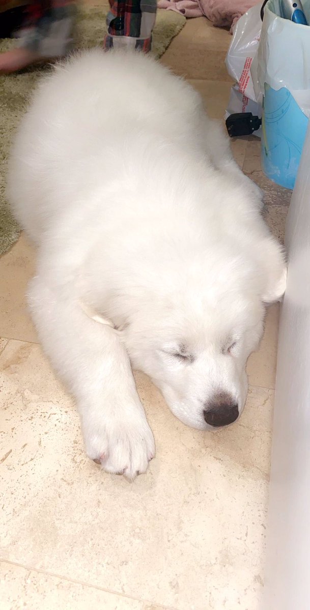 WorkkingMom's tweet photo. We adopted a small Polar Bear. My teens are now happy about quarantine and on-line school. There is a bright silver lining to this sad moment in time #coronavirus #StayAtHome #GreatPyrenees https://t.co/hr4kFh171q
