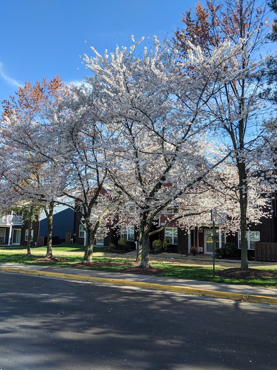 kbjohnnson's tweet photo. Thankful for beautiful weather and walks with @WillardChorus for a combined Wednesday/Thursday post for @Lightridge_LCPS virtual spirit week! #lightninglife https://t.co/sTAhFw0Xnf