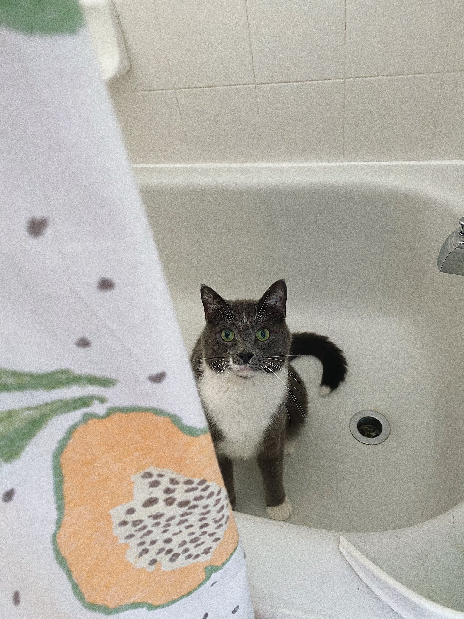 Natalie Roush on X: Mayo being all suss in the bathtub. QuarantineLife  t.co7WkOszkNgI  X