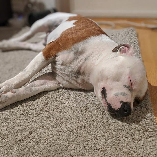 PacoStaffy's tweet photo. Good night ❤️🐶 #staffy #staffordshirebullterrier #staffenorge #dogsofinstagram #thepacolife #livinglavidapaco https://t.co/nGvVBMdZT9