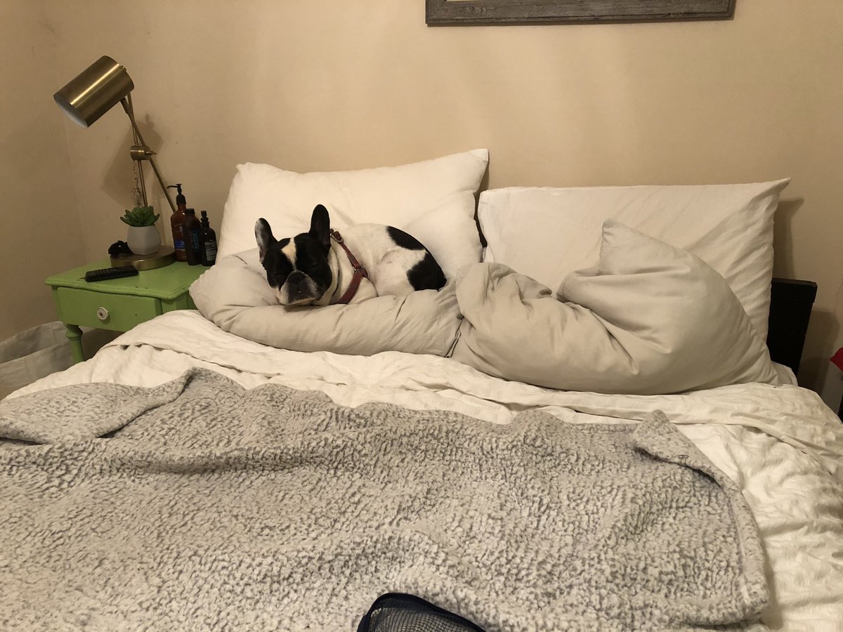 corso923's tweet photo. During this time in isolation, I’ve learned my dog’s week day schedule consists entirely of transitioning from one nap to the next. https://t.co/ZTM2KSNfAe