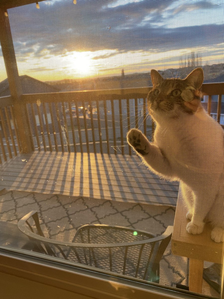 AHappierDay's tweet photo. Best thing about quarantine: I discovered my cat watches the sunrise every morning. https://t.co/uCsgMsnrB9