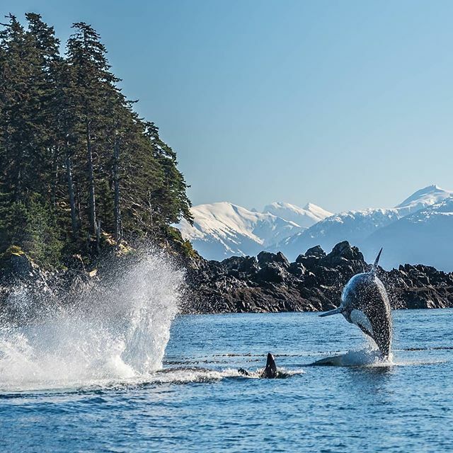 Le Site De L Orque Lesitedelorque Twitter