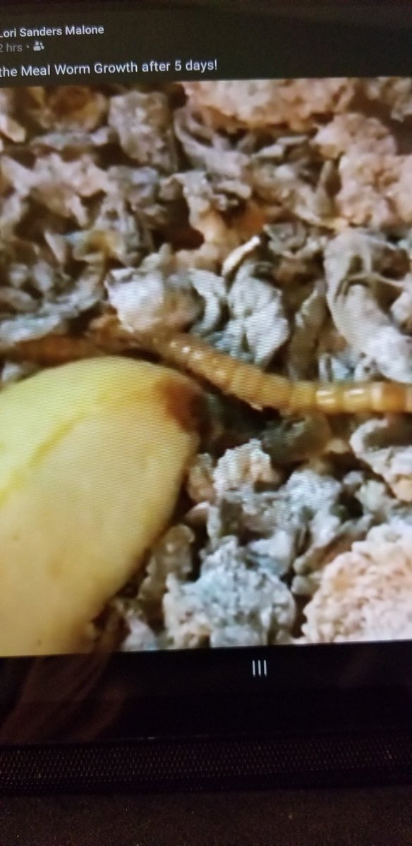 rmlester's tweet photo. Watching @MrsMalone2016 mealworm video. Amazed and disgusted at the same time, but she's awesome at e-learning! @Dorsey_Wildcats #GISDAlwaysConnected #GISDtechnologythursday #mealwormgrandma! https://t.co/iSrkRJbOGH