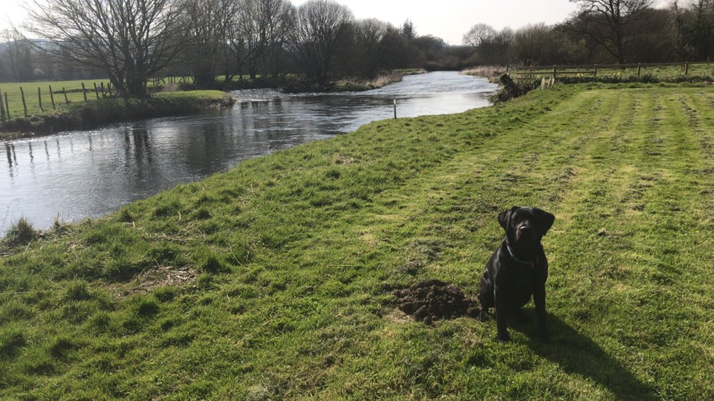 Tonight Poppy the labrador is asking “when are you going back to school and work? I can’t take any more chasing tennis balls, swimming in the river and just following you around all day!”

She is flat out asleep this evening and non-responsive!!!