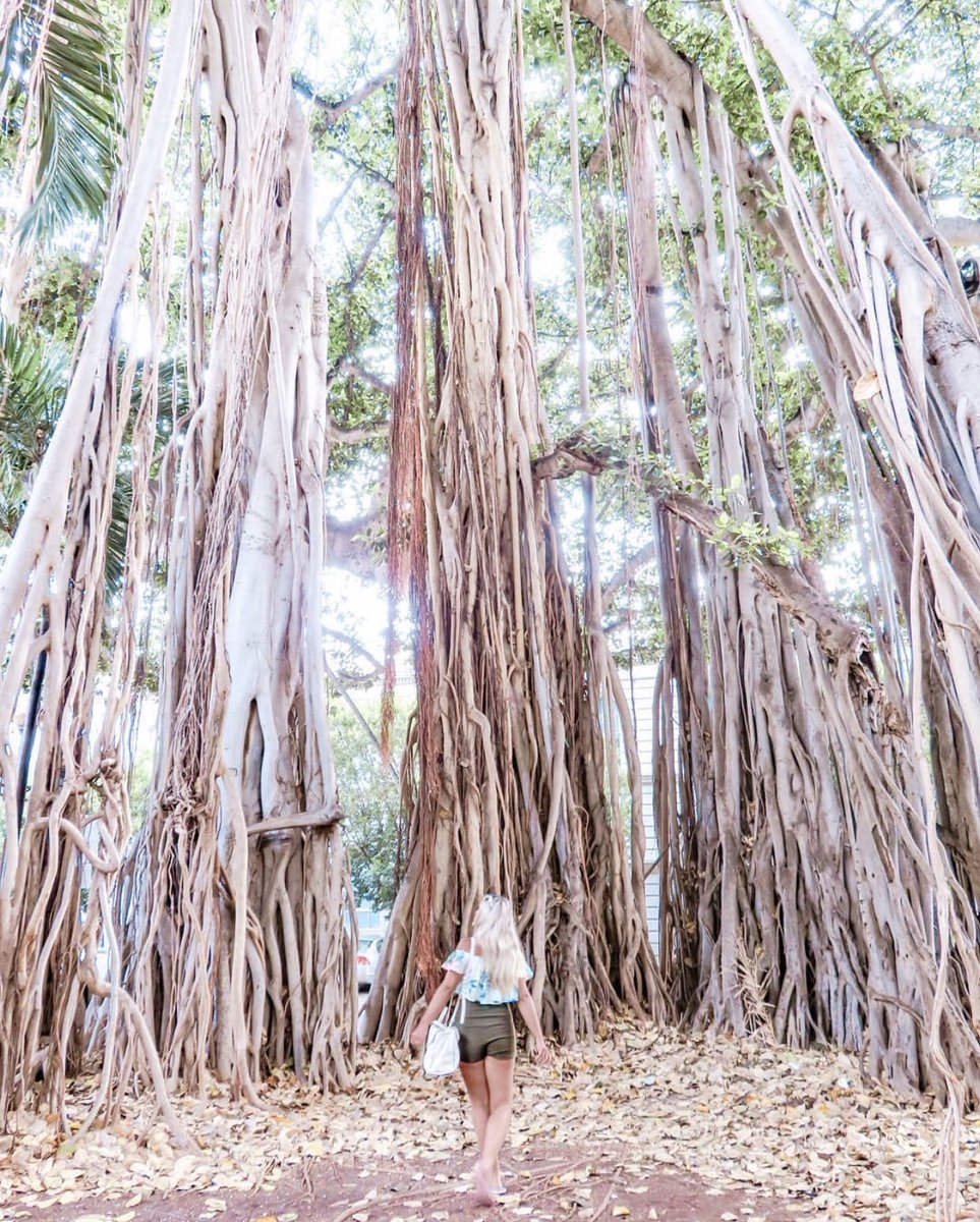 “it was when I stopped searching for home within others and lifted the foundations of home within myself I found there were no roots more intimate than those between a mind and body that have decided to be whole.”⁣
-Rupi Kaur

▫️ @soulmateadventures ▫️

#OlaProperties #VisitOahu