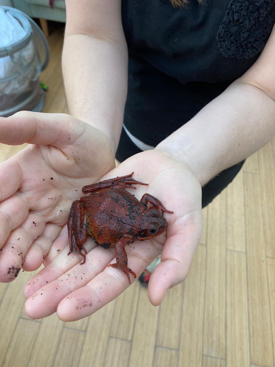 FiGlenCardioVet's tweet photo. Today’s #FrogorToad
It’s bright red!!!! https://t.co/vc5ZFoKNG3