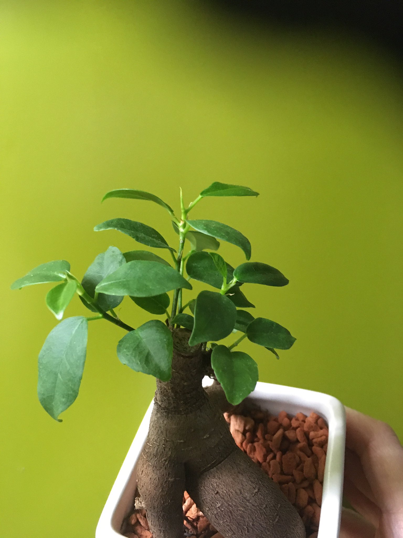 佐伯日菜子 以前載せたガジュマルですが元気に育っております が お分かり頂けますでしょうか 2枚目 新しく葉っぱになるであろう子たちが悉く痩せてしまいます 何が悪いの 私が悪いの そう お知恵を拝借したいです ちなみに写真右上の 佐伯日菜子 以前載せたガジュマルですが元気に育っております が お分かり頂けますでしょうか 2枚目 新しく葉っぱになるであろう子たちが悉く痩せてしまいます 何が悪いの 私が悪いの そう お知恵を拝借したいです ちなみに写真右上の