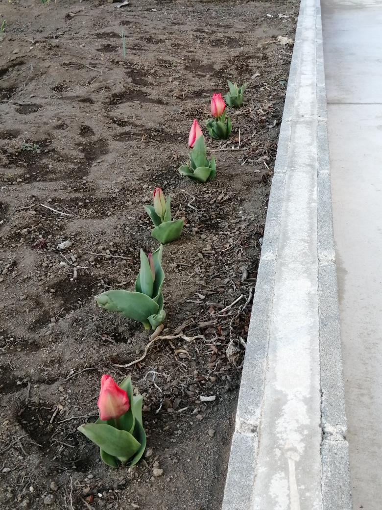 チューリップの花がさきました