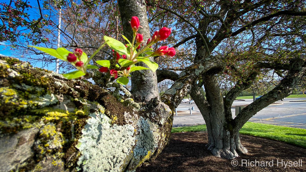 HysellAaron's tweet photo. @Kentuckyweather It’s crazy how good this #iPhone11Pro #camera is... #trees #blooms #spring #bark #warmweather #winterisfinallyover #ithink #SpringHasSprung #photographyforlife https://t.co/4Grkj5F3hj