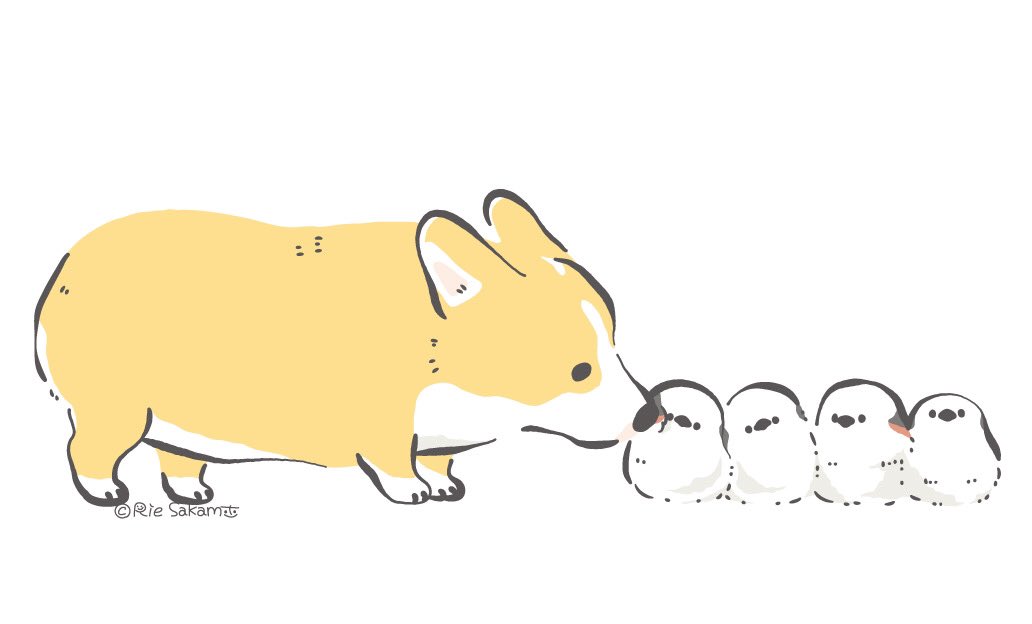 Twitter पर サカモトリエ イラストレーター シマエナガ団子発見 5 7 Corgi コーギー シマエナガ イラスト