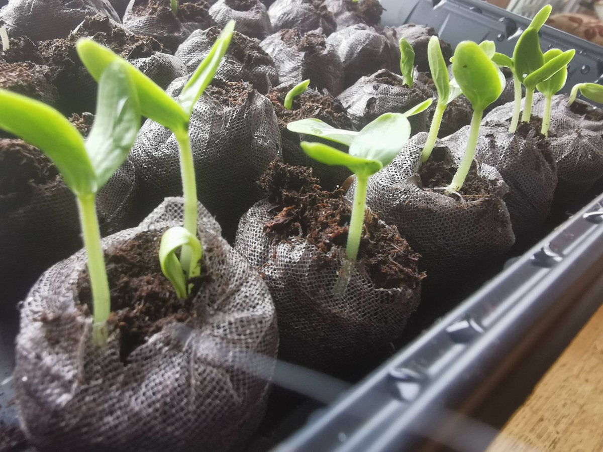 chefpaulnatrall's tweet photo. These beautiful cucumber seeds are sprouting fast, cannot wait to put in the fresh garden bed we been working on the last few days
#mrbannock #indigenouscuisine #vancouver #squamishnation #natchytribe #ITBC #ITAC #eatlocal #huffpostfood #discoverbc #britishcolumbia https://t.co/Y5FVgfvIBe