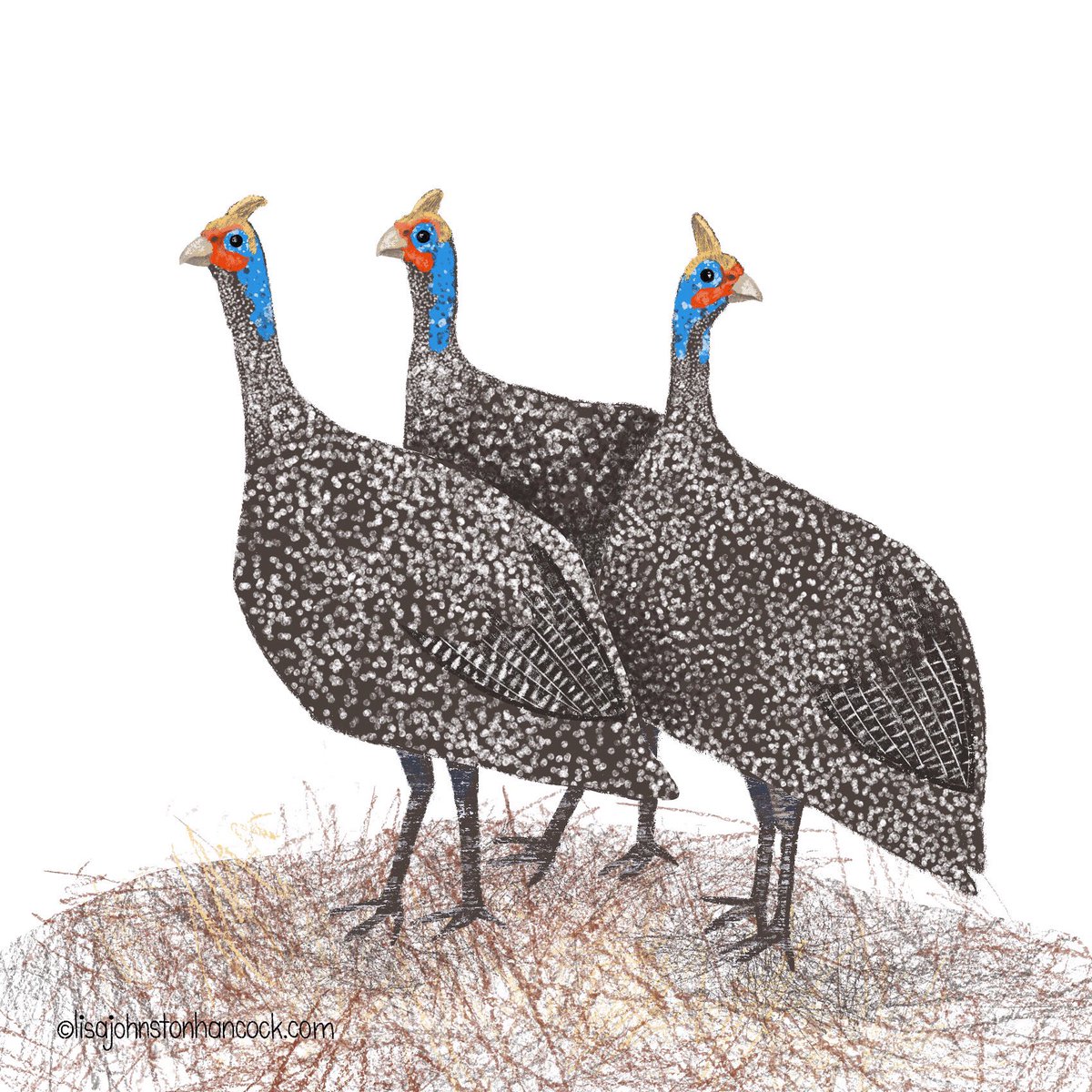 LisaJHancockArt's tweet photo. Here’s a little family of Guinea Fowl to brighten your day. Are you enjoying keeping to your family unit? Remember to reach out every now and then! Check on your friends. Sending ❤️ to you all during this crazy time. #illustration #nonfictionart #kidlitart #procreate #procreate30 https://t.co/9xMcWUE8cP