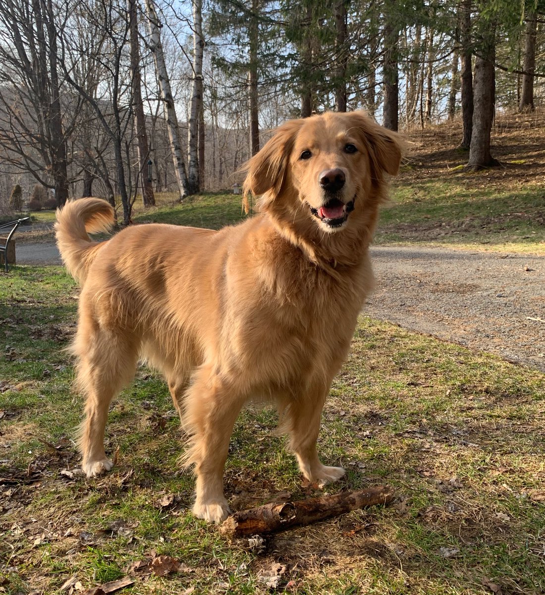Citihope's tweet photo. Introducing CitiHope’s Chief Morale Officer, Tessa Moore. Also known as Miss Teschmacher (or Tessica when naughty), Tess is working overtime during the #covid19 quarantine by keeping our HQ team smiling &amp; active. Grateful for all the furry friends out there! #stayhome #staywell https://t.co/77UE8H6n5F