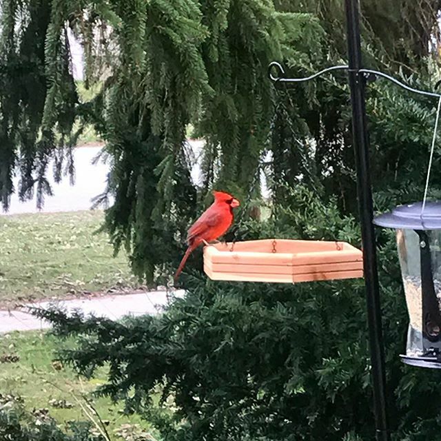 chrisj_32's tweet photo. Find joy in the little things. 
#cardinal https://t.co/XfsVD12BQL https://t.co/GKHPs6tXNJ