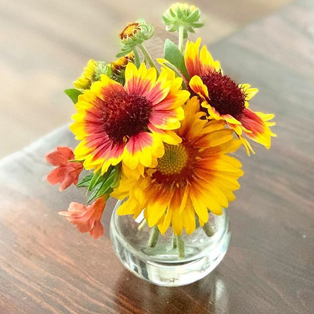 wynnewin's tweet photo. Today I channeled my low hum of anxiety into pulling weeds from my #garden, and got so into it that I pulled my next-door neighbor’s, too. (I hope he didn’t want those dandelions...) While out there, three hummingbirds zoomed in at once to nab some polle… https://t.co/39eAebtOfE https://t.co/Miuv3psMaS