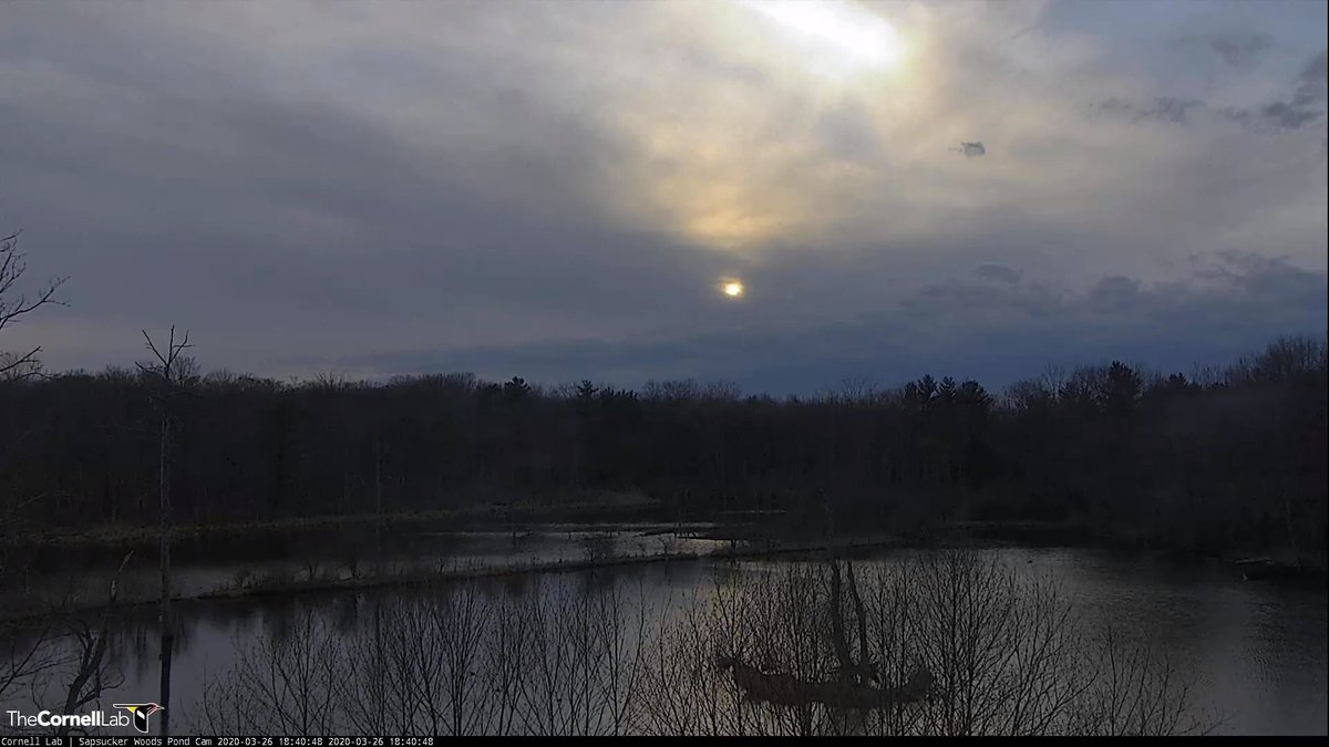 3/26/2020 18:43 EDT  Almost looks like a full moon poking thru the clouds  #PondCam #BirdCams