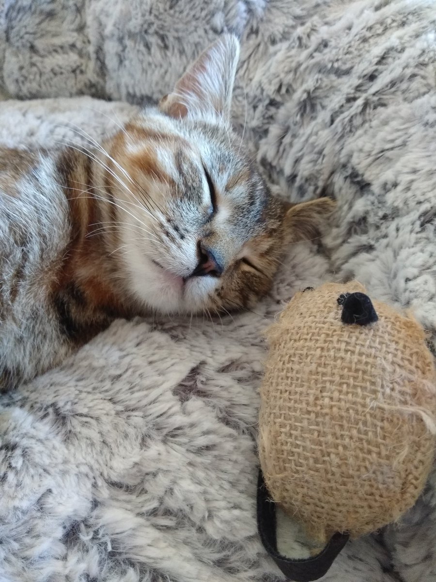 Lisa Marie 🐱🐈 👑👸🇬🇧 tweet media