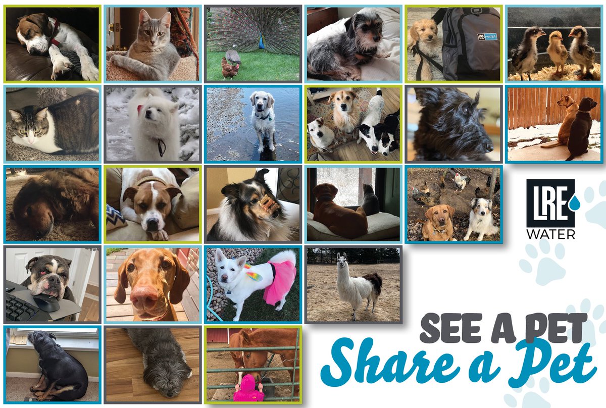 LREwater's tweet photo. #WFH means new, enthusiastic coworkers! We are lucky to have a cast of colorful characters assisting us as we work remotely... even if some of them are starting to wonder when we will stop using their homes as our offices. #seeapetshareapet #connectingwatertolife https://t.co/HcD0Hj7U3r