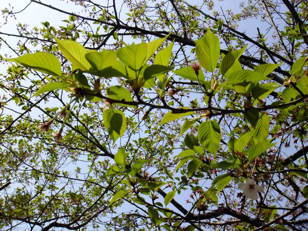 ちょっと笑えるｗｗ朝倉～！！ではなく「は～ざ～く～ら～！」ｗｗ