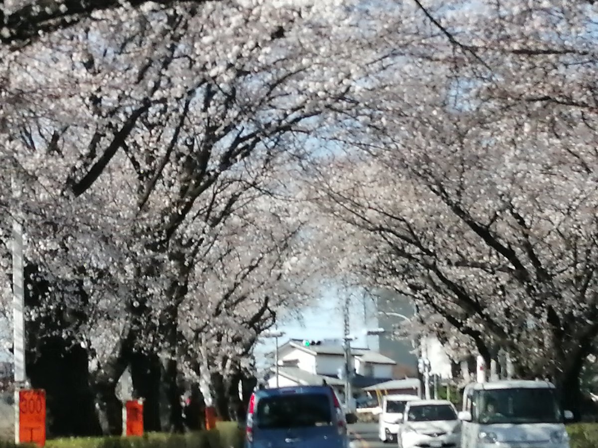 桜のトンネル