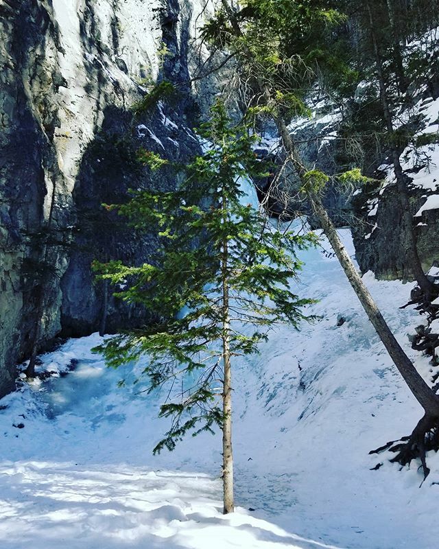 mikeinyyc's tweet image. Nice day for a hike up to a frozen waterfall. .
.
.
#takeahike #getoutside #mountains #mountainlife #mountainsarecalling #socialdistancing #picoftheday #grottocanyon #frozen #frozenwaterfall #YYC #explorealberta ift.tt/2WMbzje