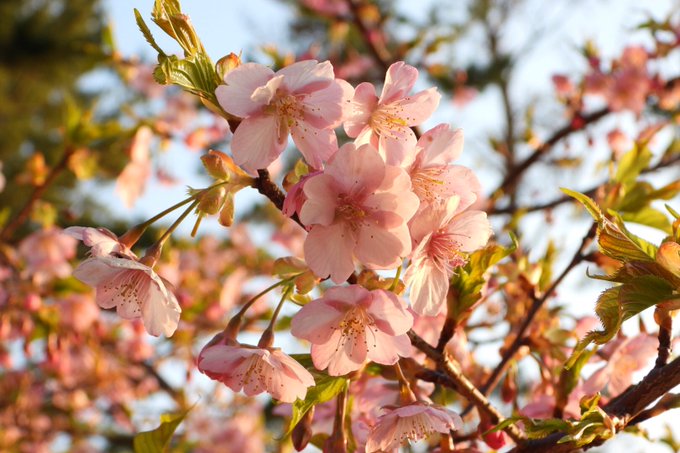   葵ちゃんおはよ( ^ω^ )　海辺の桜が綺麗に咲き春がそこまで(^^)ウイルスには十分気を付け٩(๑❛ᴗ❛๑)۶　良