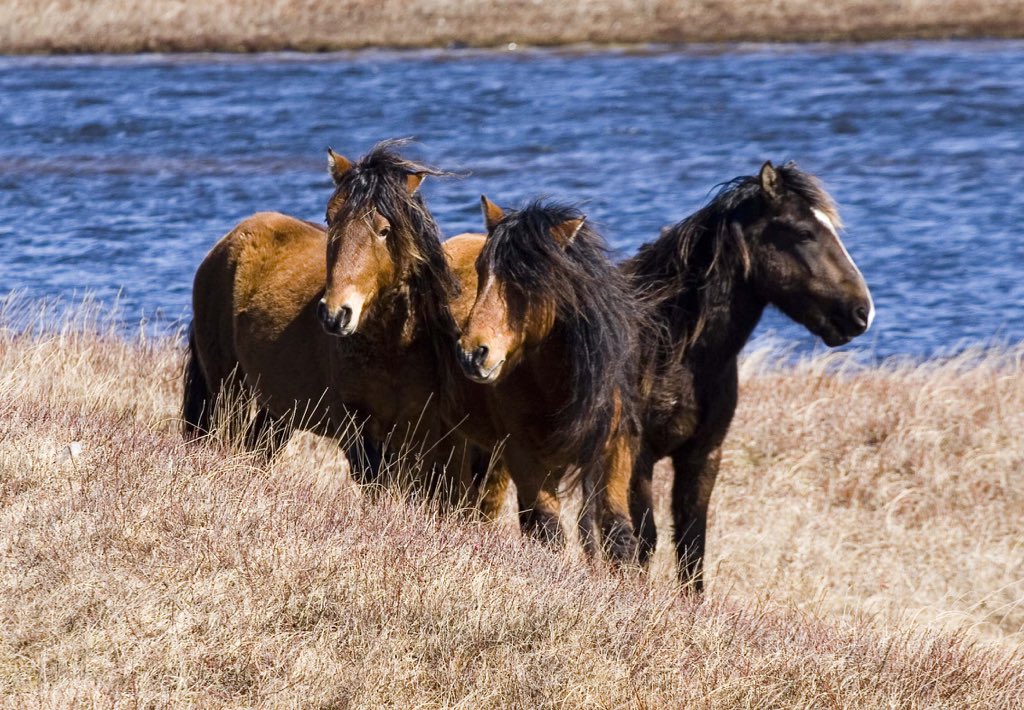 Len_Wagg_photo's tweet photo. Here is today’s puzzle! Thanks for all the comments and shares this week lots of people are finding them fun! Follow the link Sable Island. #halifaxnoise #exolorehalifax #cbcns #ctvatlantic #globalhalifax #sableisland https://t.co/4isioFFXkN https://t.co/SbyqBoYTkC