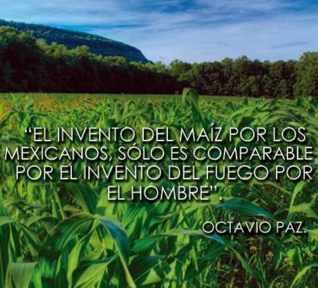 Somos los herederos del grano principal que alimenta a la humanidad. Con maíz sí hay país 
#leymaízya 
#SoberaníaAlimentariaYa