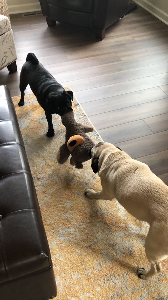 Had a bit of sunshine today! Easy 3 mile jog this afternoon, followed by watching the pugs battle it out. How'd you stay active today? Tell us! #MHSStaysActive #COVI19SelfCare