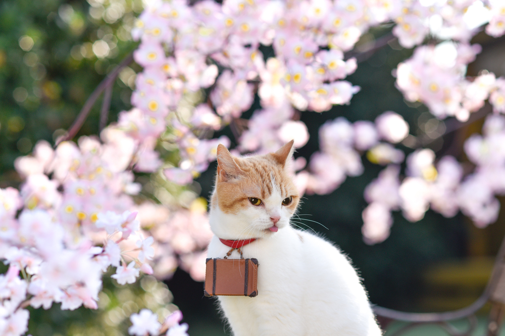 にゃらん お花見気分をお届けするにょだ さくらの日 にゃらん